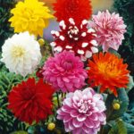 Dahlia Seedling x20