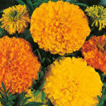 Marigold Seedling x20