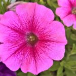 Petunia Seedling x20