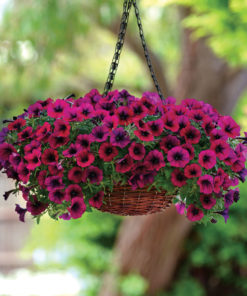 Petunia Hanging Flowers