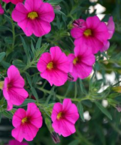 Petunia Plant