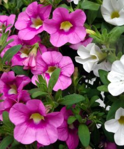 Petunia Plant