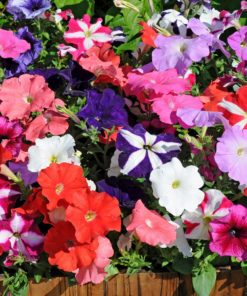 Petunia Plants
