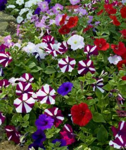 Petunia Plants