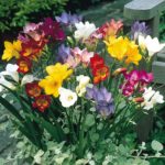 Freesia Plant
