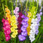 Gladiolus Bulbs (Mix, Forced/Local, 10 bulbs)