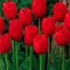 Tulip Indiana Flowers