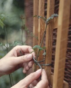 Twist Tie (50 M) - Image 3