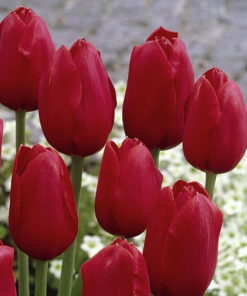 Tulip Bulbs - Darwin Kingsblood - Image 6
