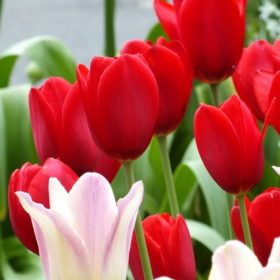 Tulip Bulbs - Darwin Kingsblood