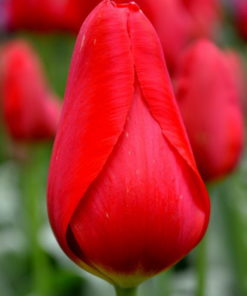 Tulip Bulbs - Darwin Kingsblood - Image 8