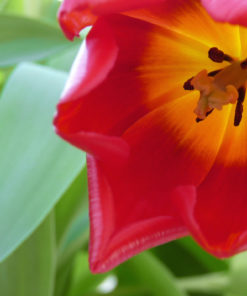Tulip Bulbs - Darwin Kingsblood - Image 4