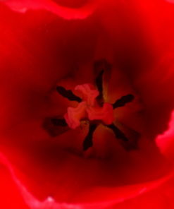 Tulip Bulbs - Darwin Kingsblood - Image 9