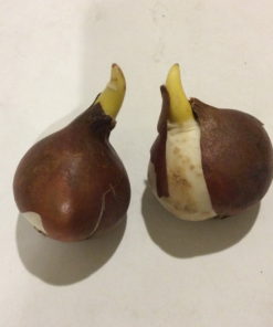 Tulip Bulbs - Darwin Kingsblood - Image 3
