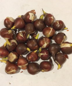Tulip Bulbs - Darwin Kingsblood - Image 5