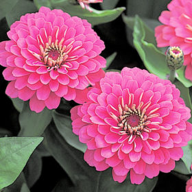 Zinnia F1 Dreamland Pink Seedling