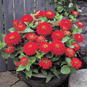 Zinnia F1 Dreamland Red Seedling