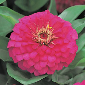 Zinnia F1 Dreamland Rose Seedling