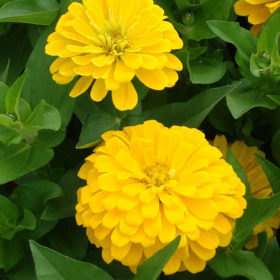 Zinnia F1 Dreamland Yellow Seedling