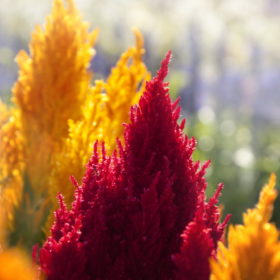 Celosia F1 Seedling