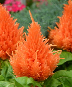 Celosia OP Seedling Pot - Image 4