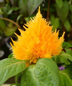 Celosia OP Seedling Pot - Image 3