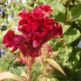 Cockscomb OP Seedling (Tall Plant) - کلغہ
