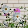 Cosmos F1 Seedling Pot (Mix Color)