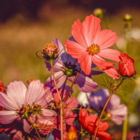 Cosmos F1 Seedling Pot (Single Color)