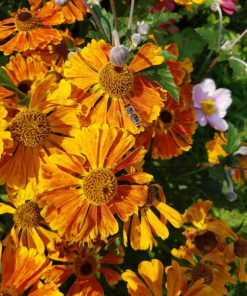 Gaillardia Seedling Pot - Image 7