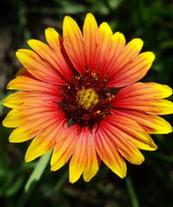 Gaillardia Seedling Pot - Image 6
