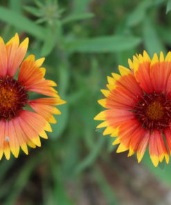 Gaillardia Seedling Pot - Image 4