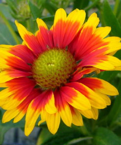 Gaillardia Seedling Pot - Image 3