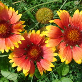 Gaillardia Seedling Pot
