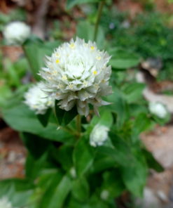 Gomphrena F1 Seedling Pot (Mixed Colors) - Image 4