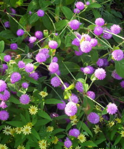 Gomphrena F1 Seedling Pot (Mixed Colors) - Image 3