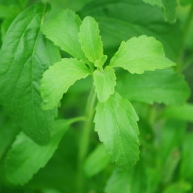 Stevia Plant (baby plant in 3" pot) x5