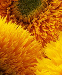 Sunflower Teddy Bear Seedling Pot - Image 4
