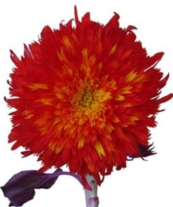 Sunflower Teddy Bear Seedling Pot - Image 7