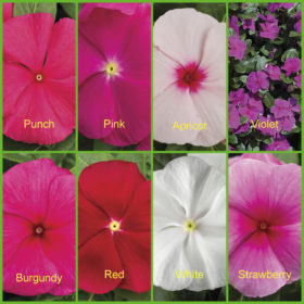 Vinca F1 Seedling Pot (Single Color)