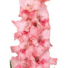 Adrenaline® Gladiolus