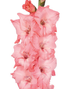 Ben Venuto® Gladiolus