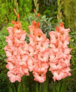 Ben Venuto® Gladiolus