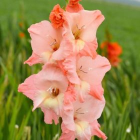 Ben Venuto® Gladiolus Bulbs x10
