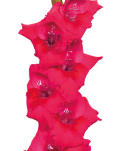 Cayenne® Gladiolus