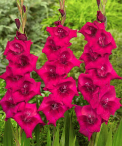 Cayenne® Gladiolus
