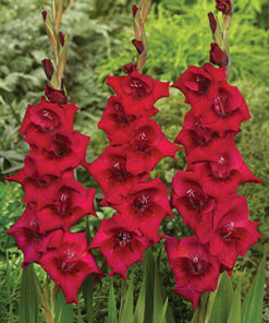 Cayenne® Gladiolus