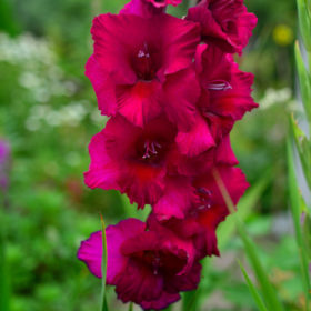 Cayenne® Gladiolus Bulbs x10