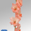 Chanson® Gladiolus