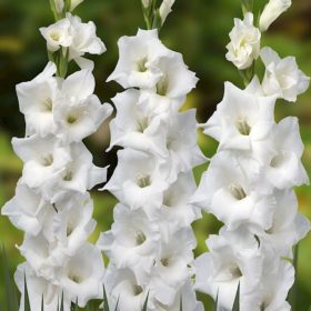 Columbus® Gladiolus Bulbs x10